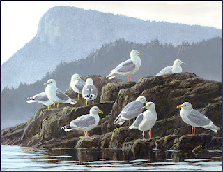 Glaucous Winged Thayers and Mew Gulls