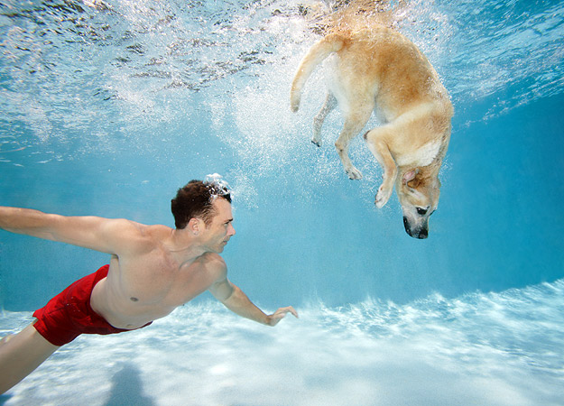 revolusiilmiah.com - Anjing dilatih untuk berenang guna penyelamatan