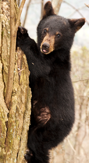 ABR Cub in Tree