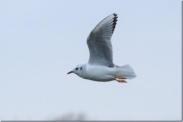 Eastbourne_Bonapartes-3