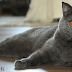 Chartreux - Cat Breeds Info | Pets Planet