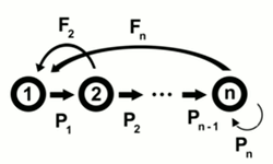 age structured growth diagram