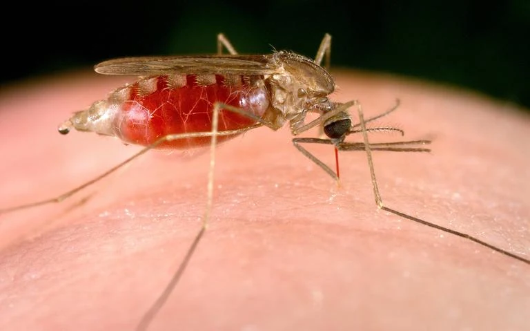 Mosquitos vacinadores: Pesquisadores usam mosquitos transgênicos para vacinar humanos em experimento