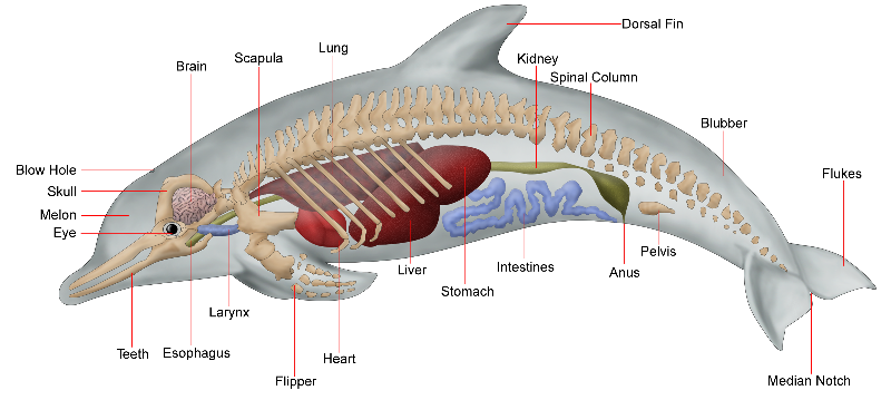 Sistem Pernapasan Hewan  Vertebrata dan  Invertebrata  