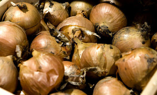 Feeling a little under the weather? Put an onion in your sock!