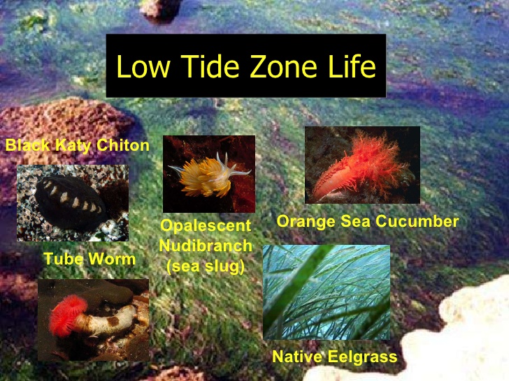 漂流教室 Lesson 7 Marine Organisms In The Intertidal Zone