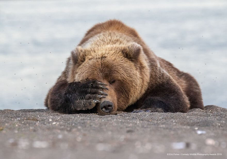 Hilariously Adorable Entries From The 2019 Comedy Wildlife Photography Awards