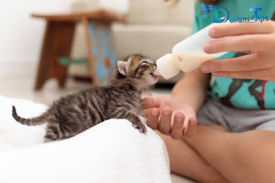 Newborn Baby Pets Food and Care tips