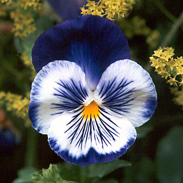 5 types of flowers Pansy Blue Flower | 600 x 600