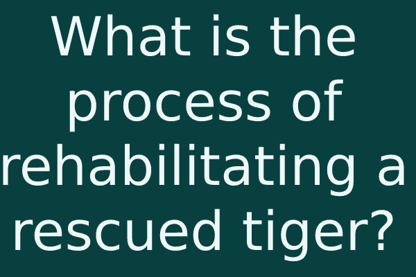 What is the process of rehabilitating a rescued tiger?