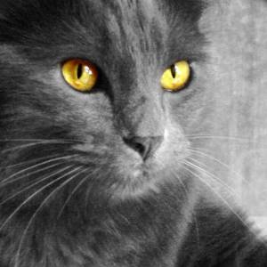 Chartreux Cat Pictures