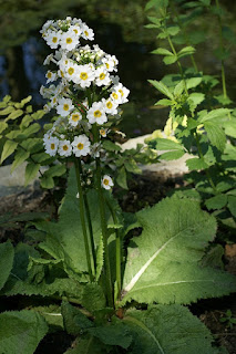 Photo de primevères diverses - Primevère de jardin - Primevère sauvage