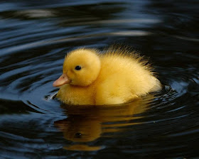 Cute baby Ducks 1