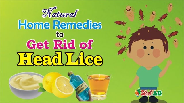 Home Remedies For Head Lice | Head Lice Treatment