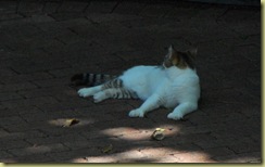 cat1