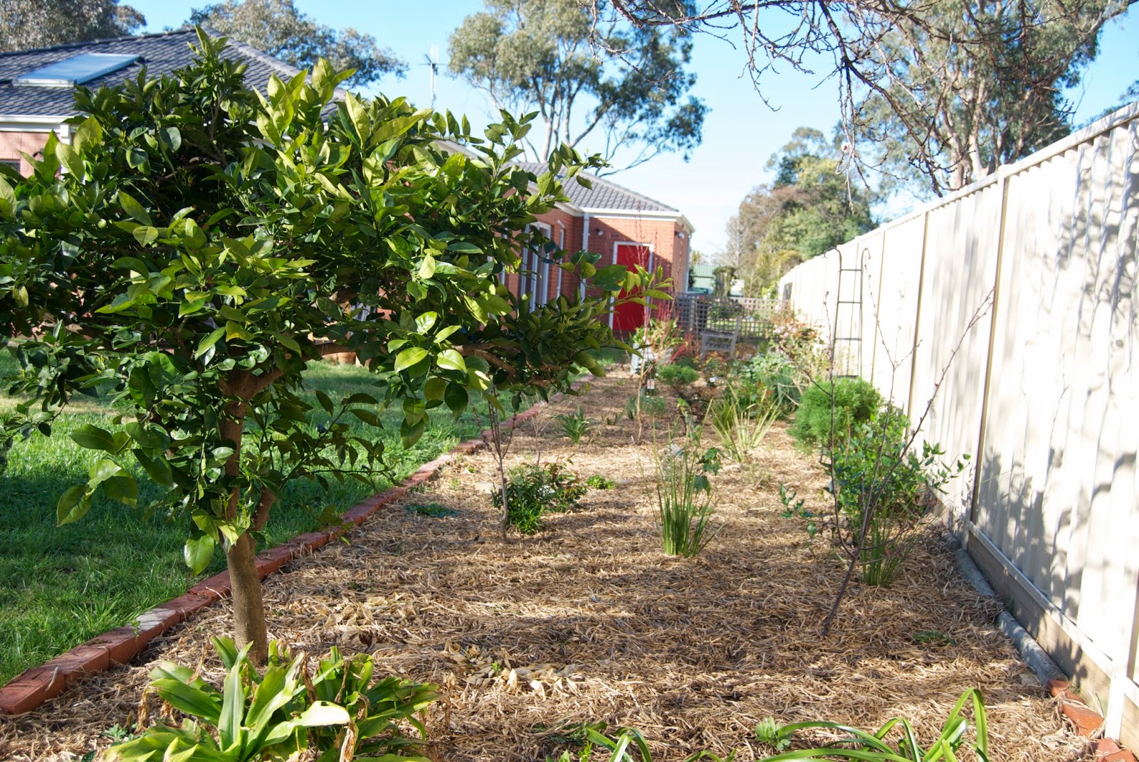 Image of Pea straw mulch in garden bed