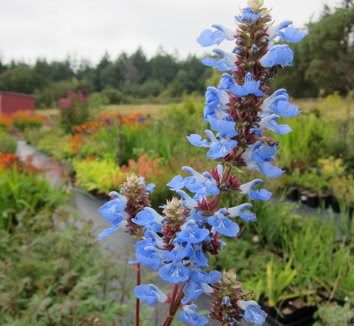 Salvia uliginosa