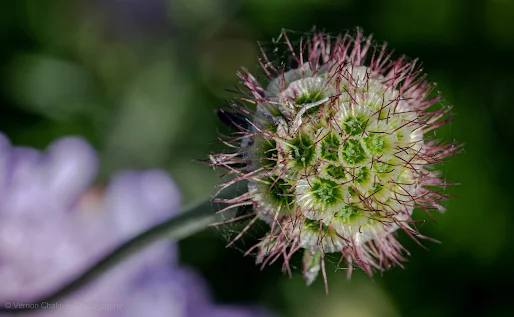 Wild flower Paddocks with Canon EOS 6D / EF 70-300mm lens and Extension Tube