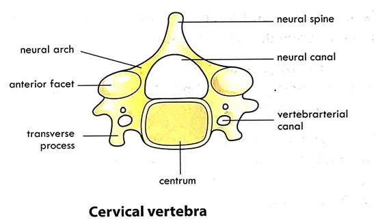 cervical vertebra with labels