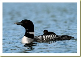 loon