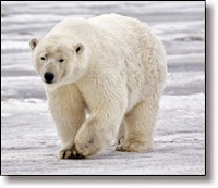 Picture of white polar bear