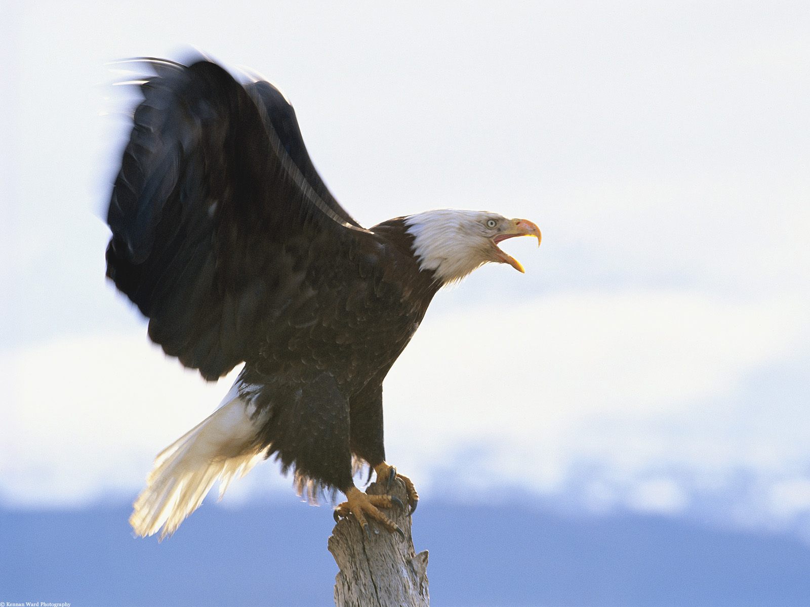 Eagle | InfoFacts and Photos | The Wildlife