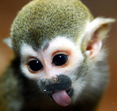Cute Baby Squirrel Monkey