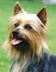 caim terrier dog puppy breeds hound chien hund perro canine animals domestics maskotak pets Haustiere huisdieren animaux de compagnie husdjur info