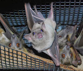 Funny animals of the week - 27 December 2013 (40 pics), bat picture