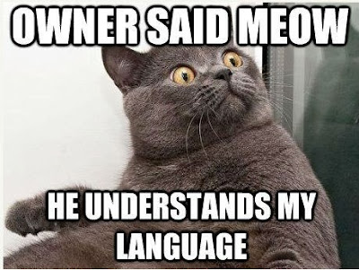 Meme funny cat, who believes that we can understand