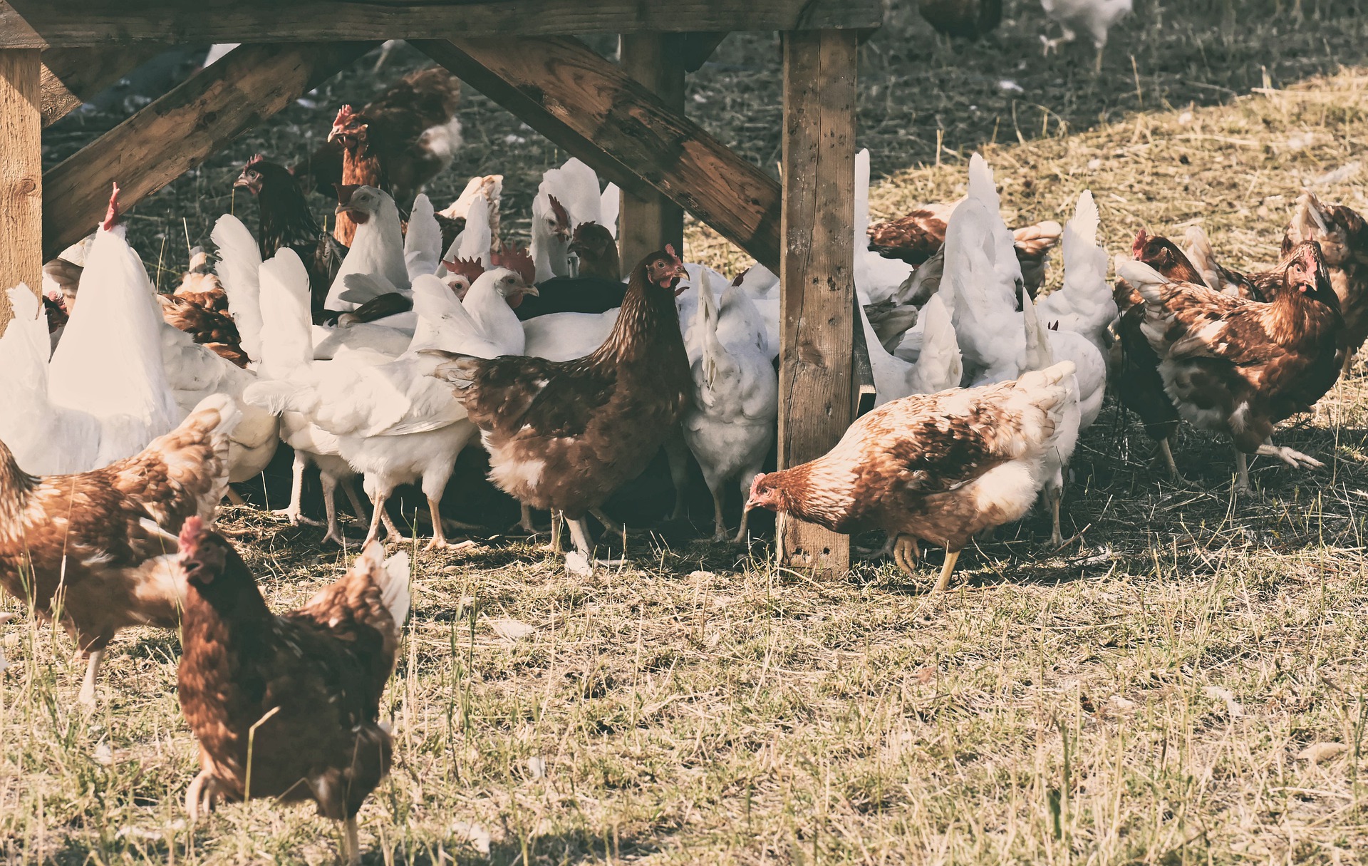 Tavuklar İçin En Sağlıklı Kümes Nasıl Olmalıdır ?