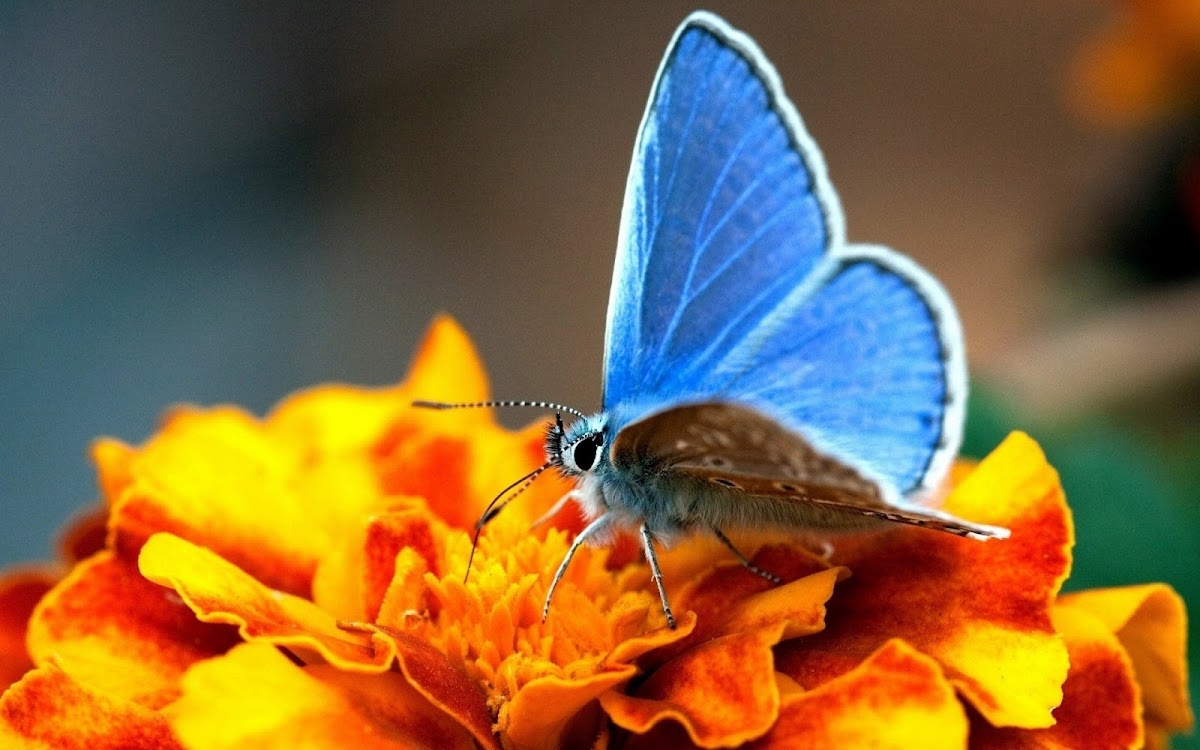 blue butterfly widescreen hd wallpaper