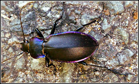 Carabus violaceus - Violet Ground Beetle