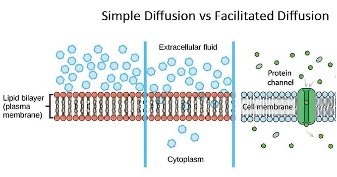 Understanding Facilitated Diffusion: A Simple Guide