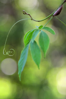 Tendril swirls and foliate on bokeh background