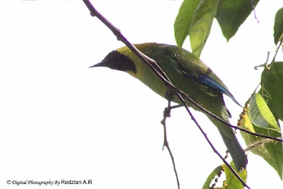 Blue-winged Leafbird (Chloropsis cochinchinensis) 