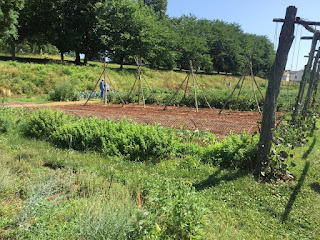 Thomas Jefferson's Garden Empty Plot, Monticello