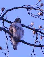 Red-tailed Hawk - Royal Botanical Gardens