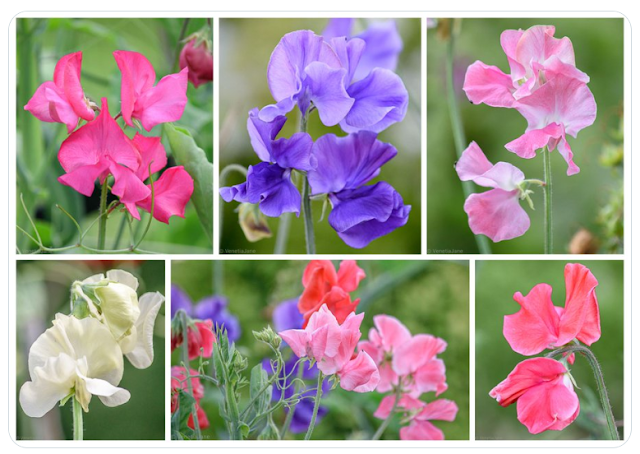 Sweet Peas bamboo stakes best for tall plants - buy bamboo sticks UK