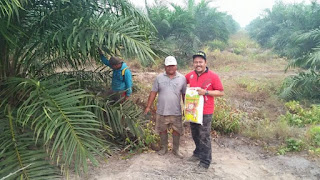 Tehnologi PIKAT NASA Dalam Meningkatkan Produksi Kelapa sawit