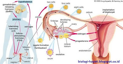 Pengertian dan Klasifikasi Hormon Reproduksi