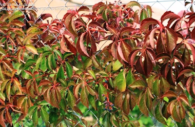 http://www.biodiversidadvirtual.org/herbarium/Parthenocissus-quinquefolia-(L.)-Planch.-img254879.html