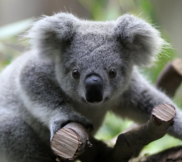 Blog Rilek Rilek Betul Betul Info Koala Haiwan Yang 