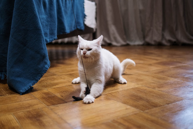 gato jugando con varita