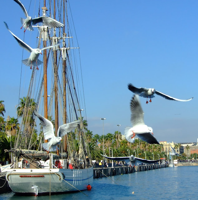 barcelona port seagulls