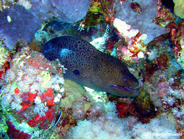 giant moray, northern red sea, scuba diving, tropical sea,