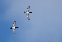 Greater scaups in flight, Rustico, PEI, Canada - by Matt Beardsley, Feb. 2017