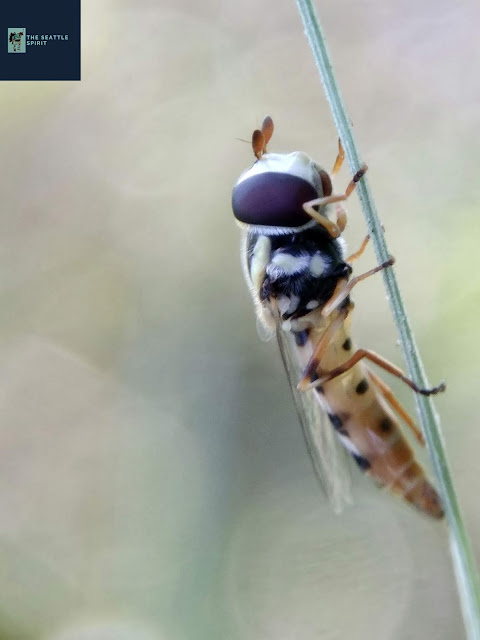 Paragus quadrifasciatus