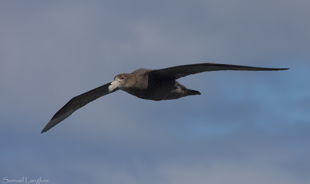 Resultado de imagen de  albatro cisne