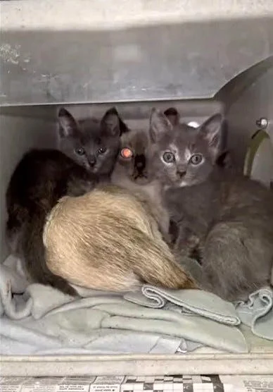 17 cats mysteriously died on the way to a veterinarian from a San Bernardino County animal pound